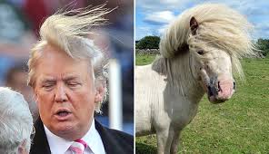 Come on! No 74 year old man has the hair of a young pony...fess up Trump where do you buy your hair! Show us your receipt to prove it is American!
